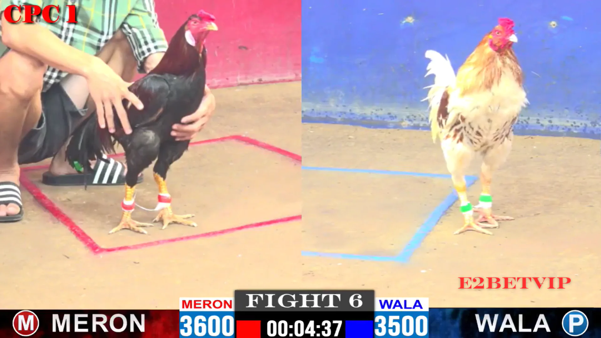 ĐÁ GÀ CỰA SẮT | E2BET