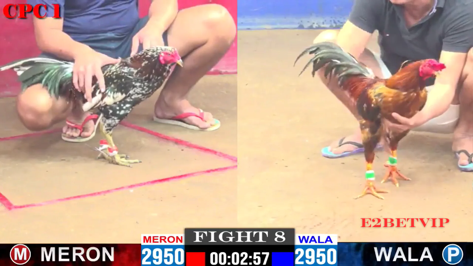 ĐÁ GÀ CỰA SẮT | E2BET